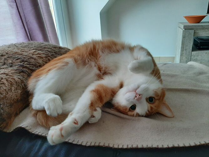 Foto van Simba
