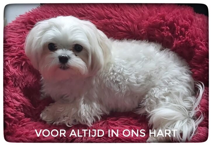 Foto van Nala