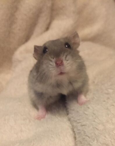 Foto van SPEEDY