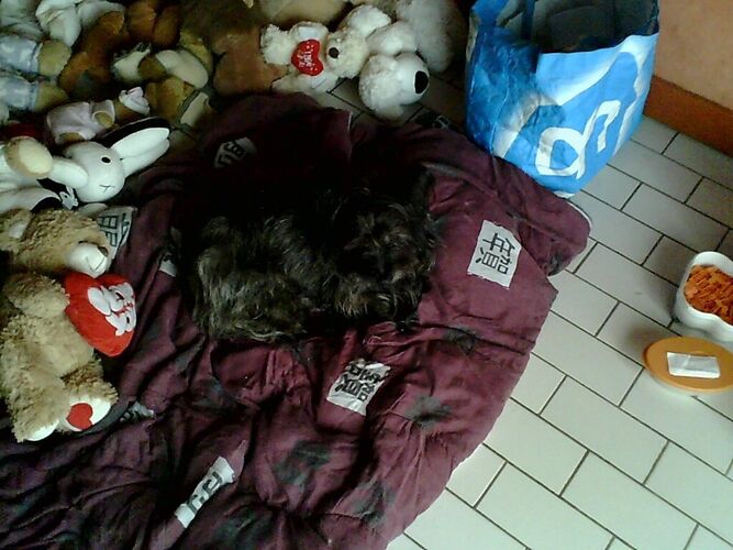 Foto van Spike