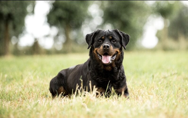 Foto van Sunny