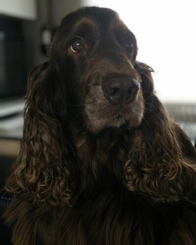 Foto van Syboo