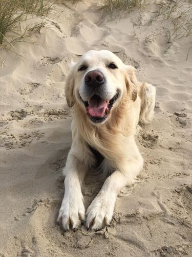 Foto van Toby