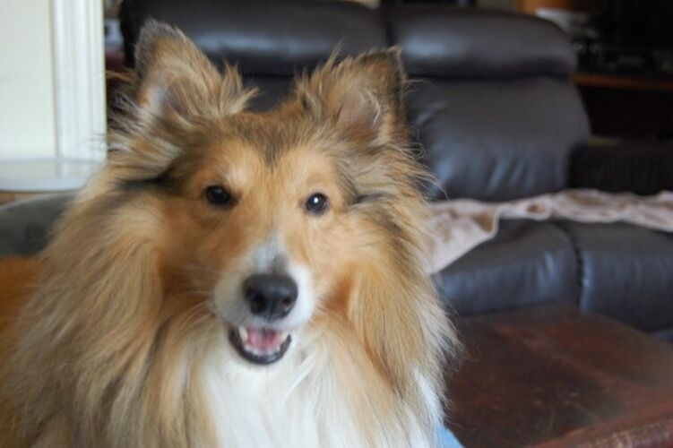 Foto van Toddy