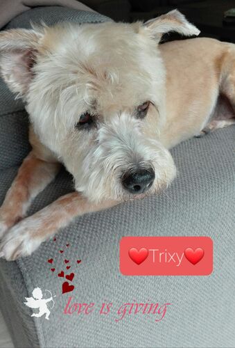 Foto van Trixy