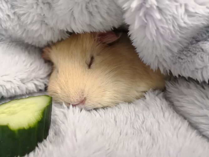 Foto van Vanilli