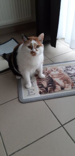 Foto van Vlekje