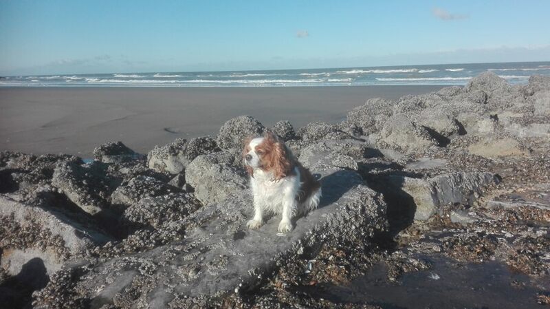 Foto van Whappie