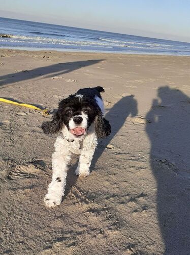 Foto van Zazoeke