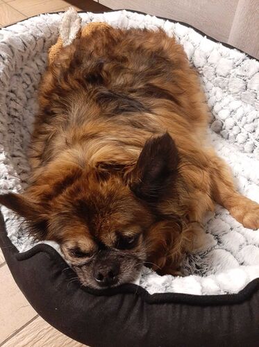 Foto van Ziggy
