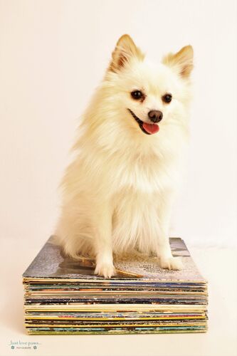 Foto van Zorro